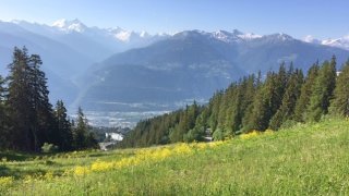 Bunias d'Orient: la plante envahissante jusque sur les alpages de Crans-Montana